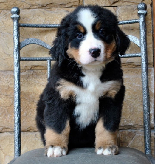 s white 7weeks
