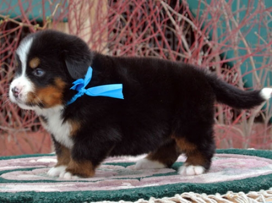 s1 4weeks