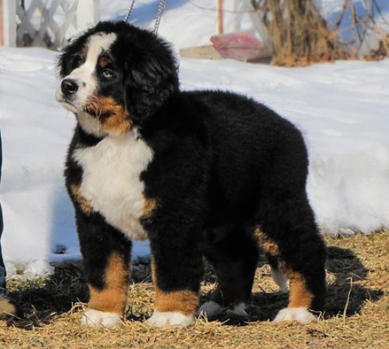 12 weeks