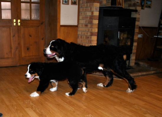 arnica 11 5weeks orna 2