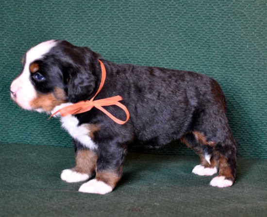 4weeks 1