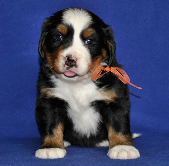 5 weeks 2