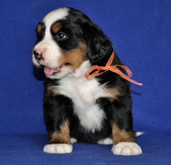 5 weeks 3