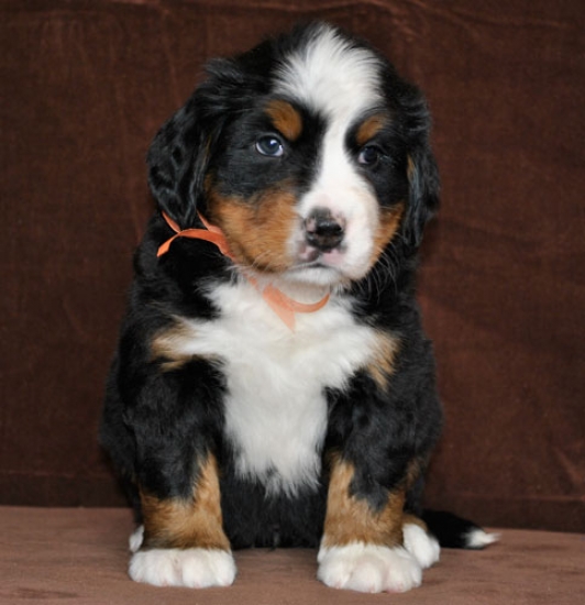 6 weeks 5