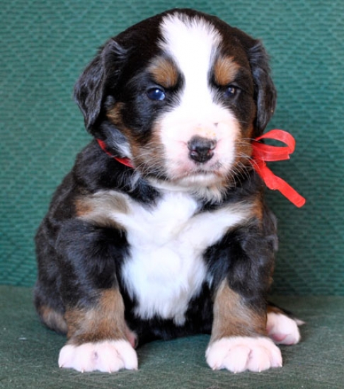 4 weeks