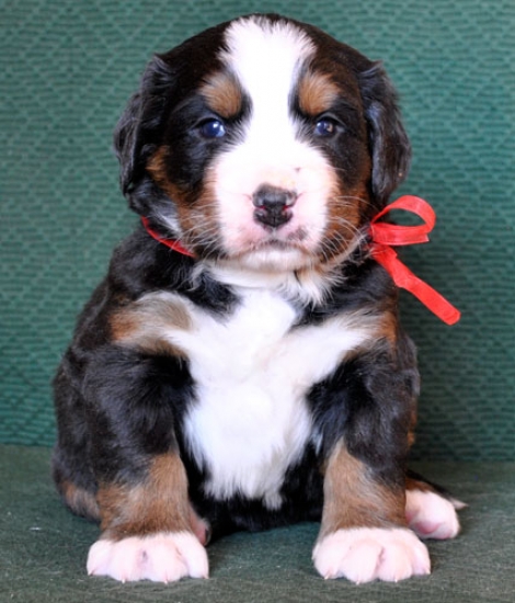 4 weeks 5