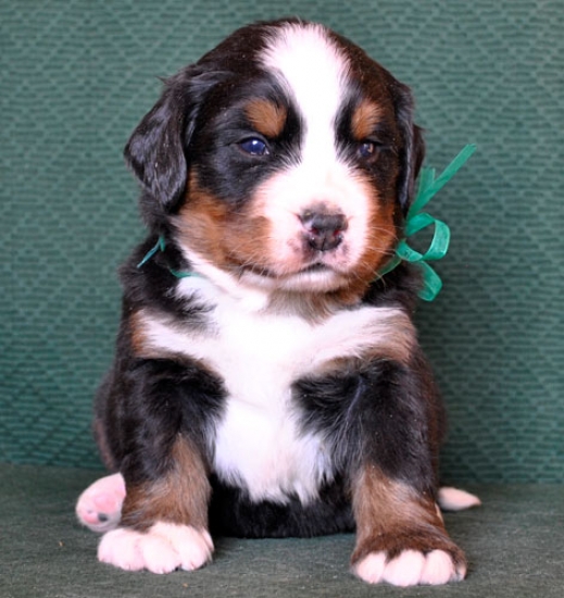 4 weeks 4