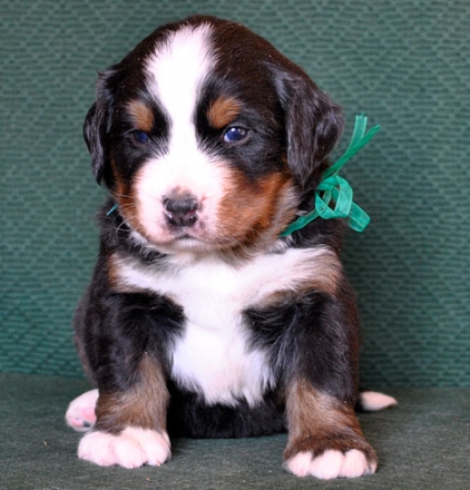 4 weeks 5