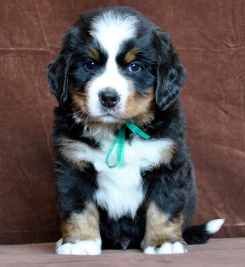 6 weeks