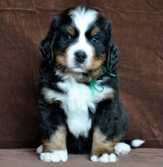 6 weeks 1