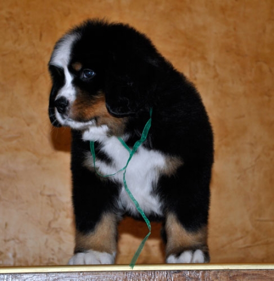 7 weeks 3
