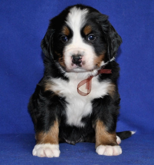 5 weeks 1