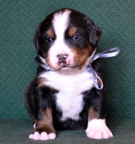 4 weeks 3