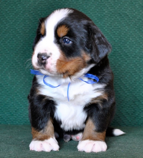 4 weeks
