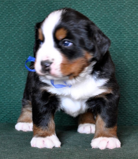 4 weeks 2