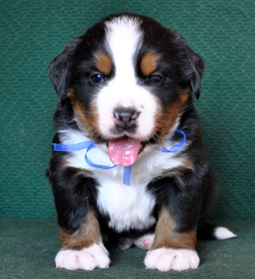 4 weeks 4