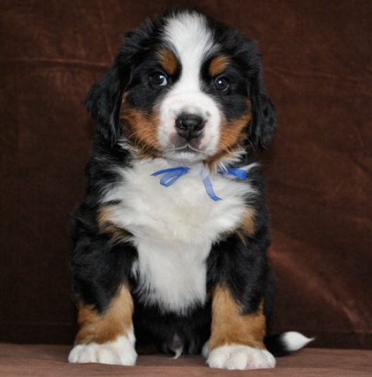 6 weeks 6