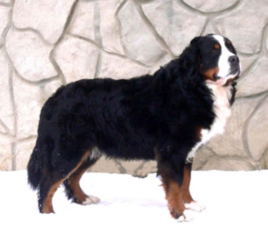 aeneas profil