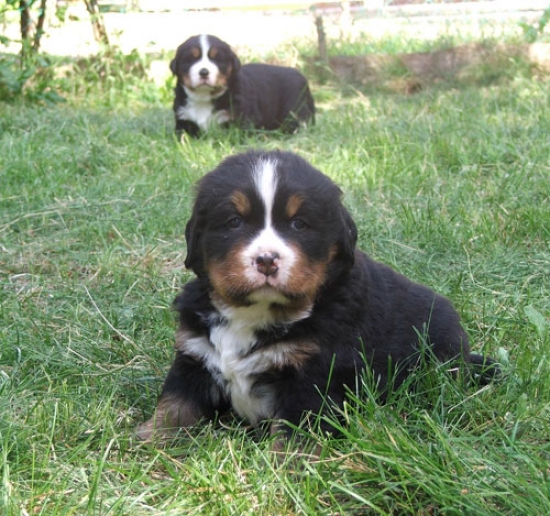 2 males 4weeks 6