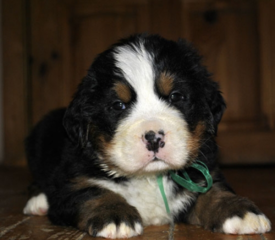 5 weeks 1