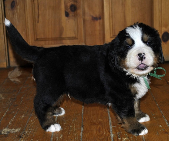 5 weeks 4
