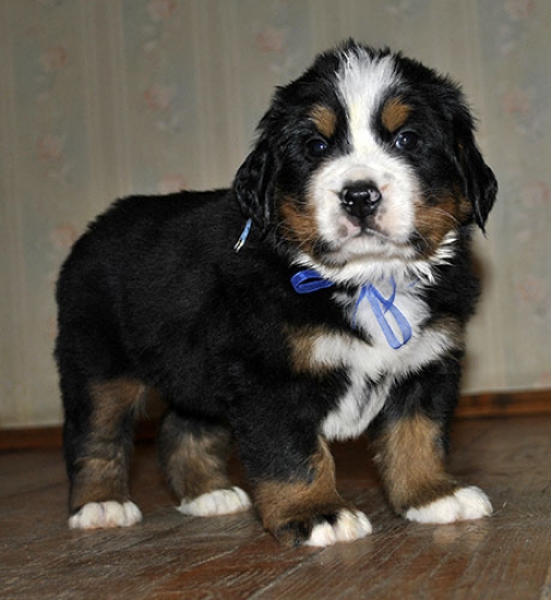 5 weeks 4