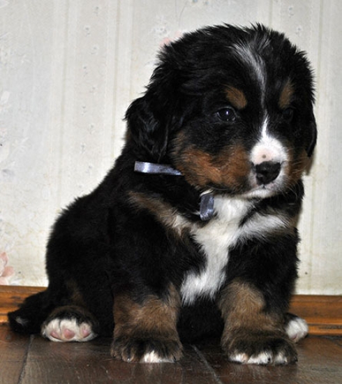 5 weeks 4