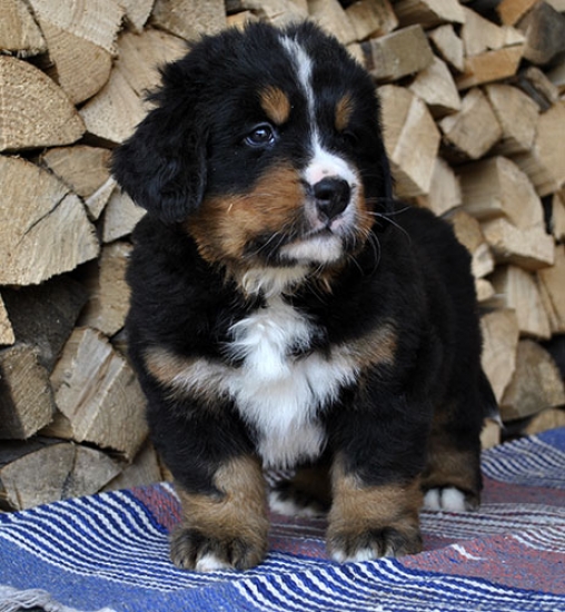 6 weeks 5