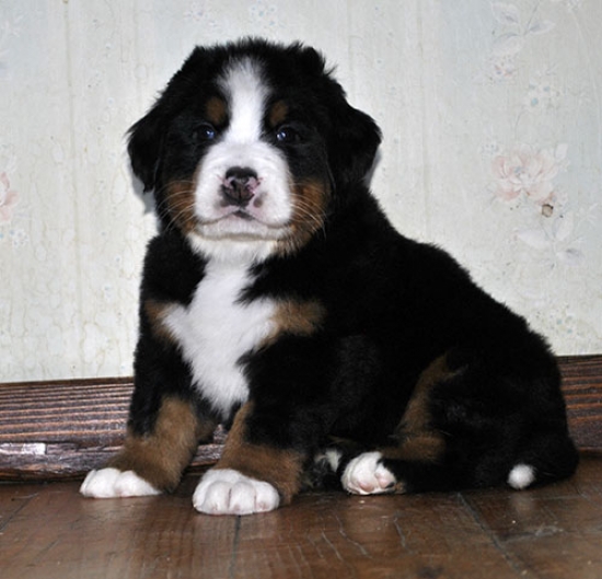 5 weeks