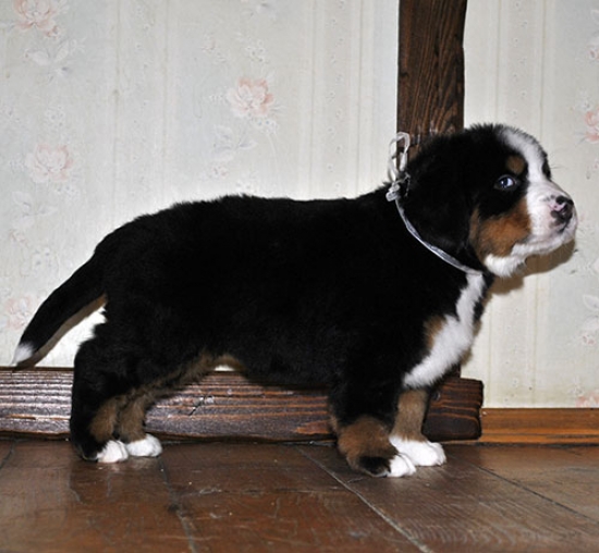 5 weeks 3
