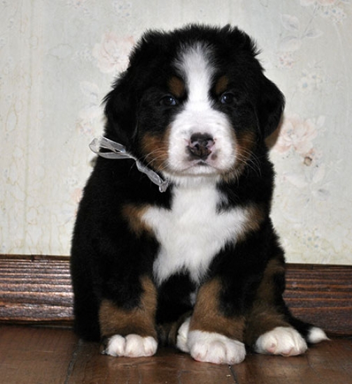 5 weeks 8