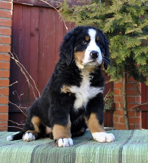 khakassia 11weeks 2