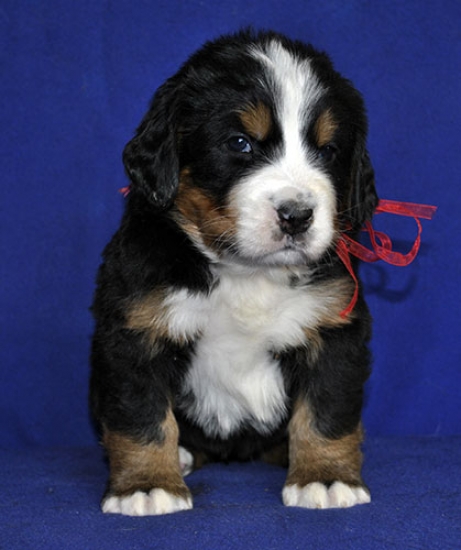 4 weeks 4