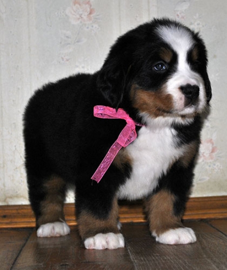 5 weeks 4