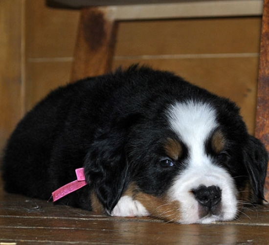 5 weeks 6