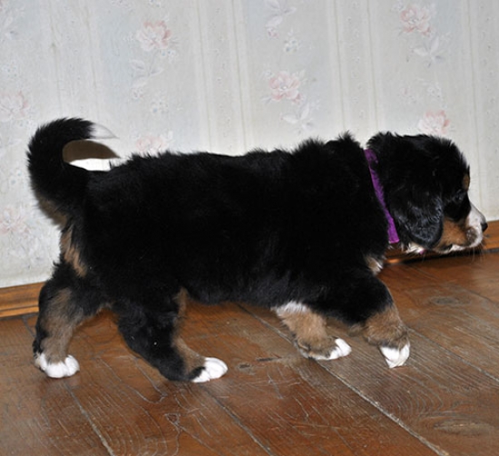 5 weeks 5