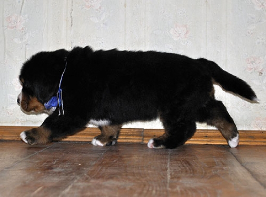 m w blue 5weeks 1