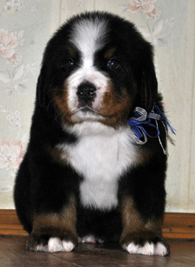 m w blue 5weeks 18