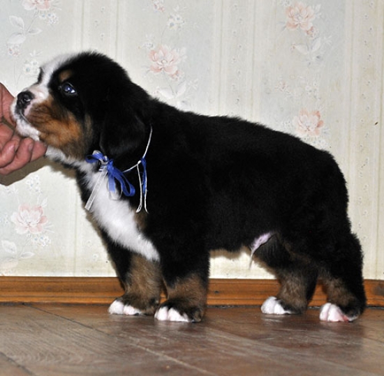 m w blue 5weeks 5