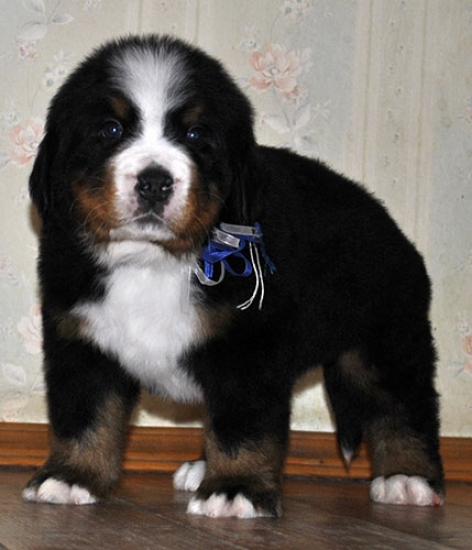 m w blue 5weeks 7