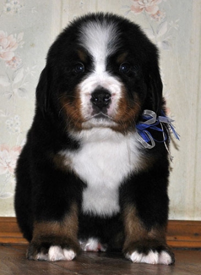 m w blue 5weeks 8