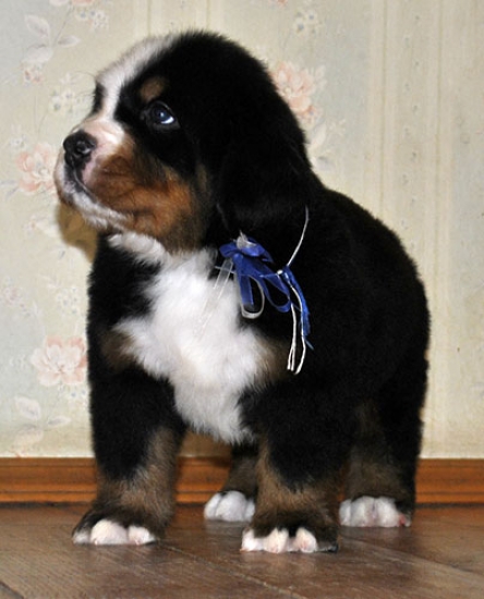 m w blue 5weeks 9