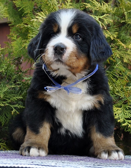 m w blue 6weeks 2