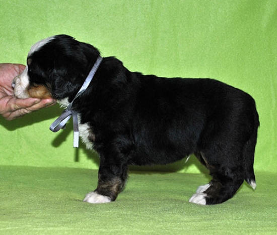 m gray 4weeks 9