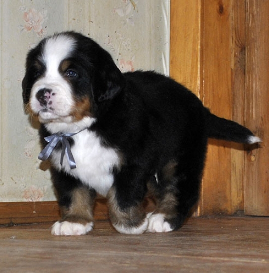 m gray 5weeks 1