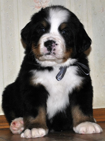 m gray 5weeks 5