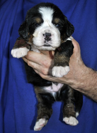 m brown 3 weeks