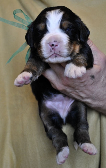 m green 14 days