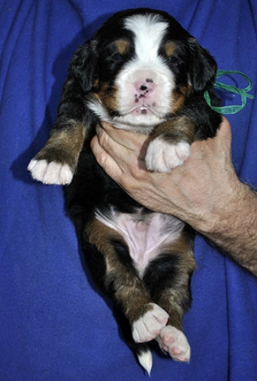 m green 3 weeks
