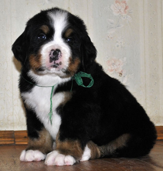 male green 5 weeks 12